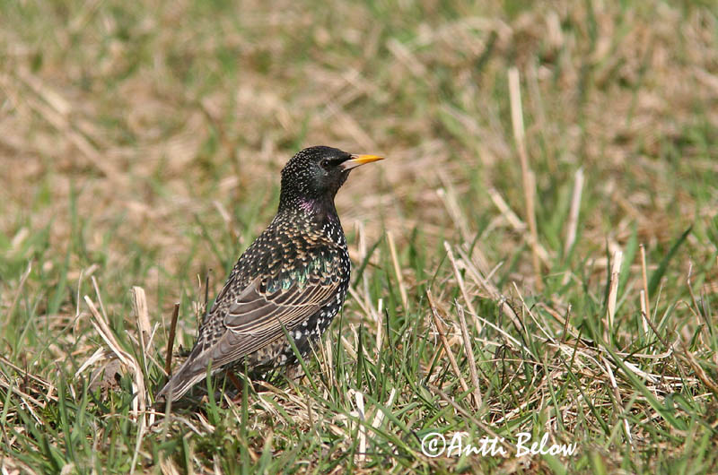 Avainsanat: Estornell vulgar Stær Spreeuw Common Starling Kuldnokk Etourneau sansonnet Star Seregély Stari Stær Estorinho-malhado Sturnus vulgaris Estornino Pinto Stare