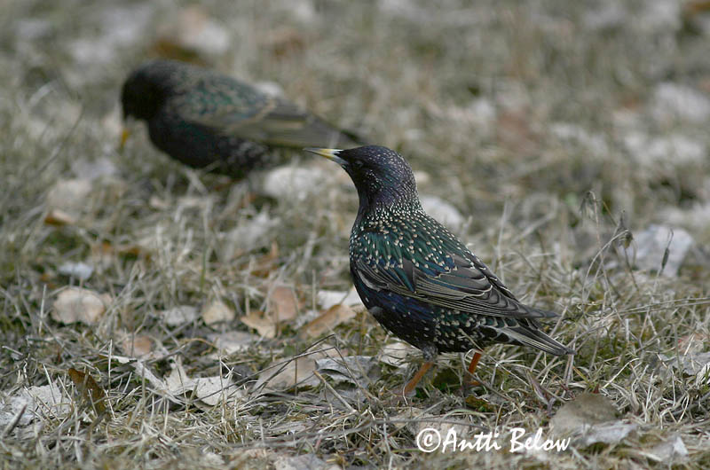 Avainsanat: Estornell vulgar Stær Spreeuw Common Starling Kuldnokk Etourneau sansonnet Star Seregély Stari Stær Estorinho-malhado Sturnus vulgaris Estornino Pinto Stare