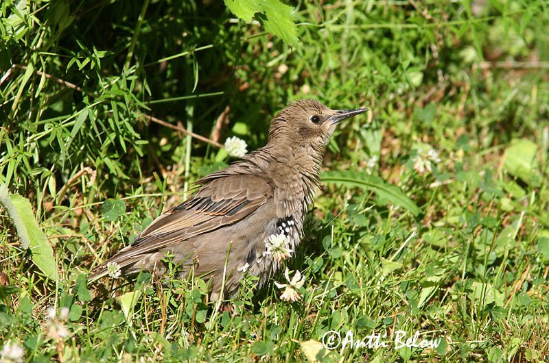 Avainsanat: Estornell vulgar Stær Spreeuw Common Starling Kuldnokk Etourneau sansonnet Star Seregély Stari Stær Estorinho-malhado Sturnus vulgaris Estornino Pinto Stare