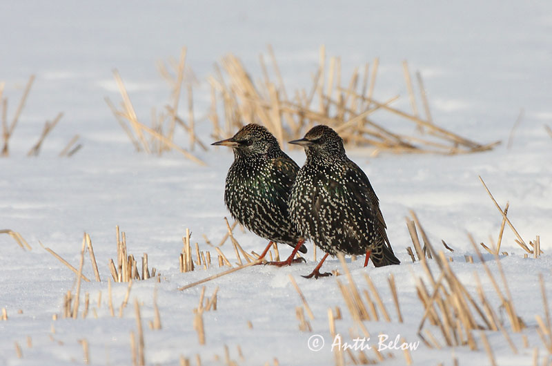 Avainsanat: Estornell vulgar Stær Spreeuw Common Starling Kuldnokk Etourneau sansonnet Star Seregély Stari Stær Estorinho-malhado Sturnus vulgaris Estornino Pinto Stare