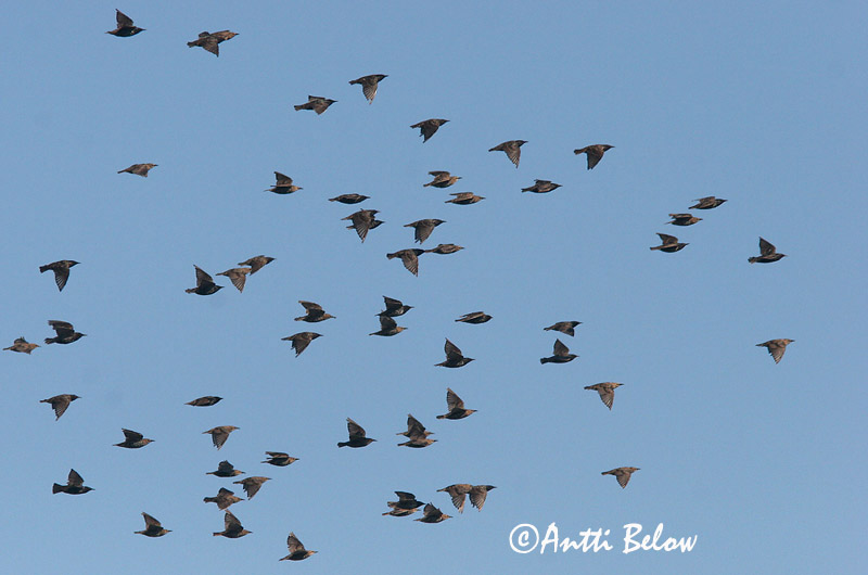 Avainsanat: Estornell vulgar Stær Spreeuw Common Starling Kuldnokk Etourneau sansonnet Star Seregély Stari Stær Estorinho-malhado Sturnus vulgaris Estornino Pinto Stare