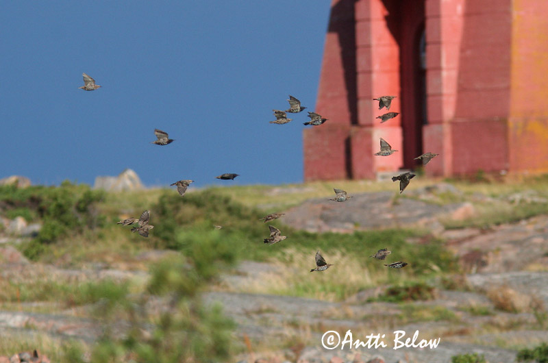 Avainsanat: Estornell vulgar Stær Spreeuw Common Starling Kuldnokk Etourneau sansonnet Star Seregély Stari Stær Estorinho-malhado Sturnus vulgaris Estornino Pinto Stare