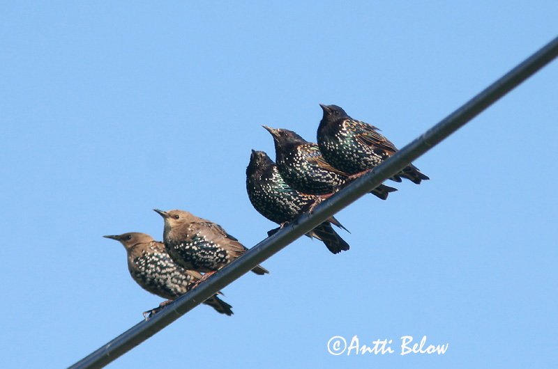 Avainsanat: Estornell vulgar Stær Spreeuw Common Starling Kuldnokk Etourneau sansonnet Star Seregély Stari Stær Estorinho-malhado Sturnus vulgaris Estornino Pinto Stare