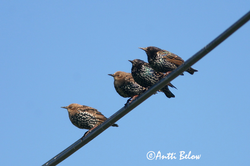 Avainsanat: Estornell vulgar Stær Spreeuw Common Starling Kuldnokk Etourneau sansonnet Star Seregély Stari Stær Estorinho-malhado Sturnus vulgaris Estornino Pinto Stare