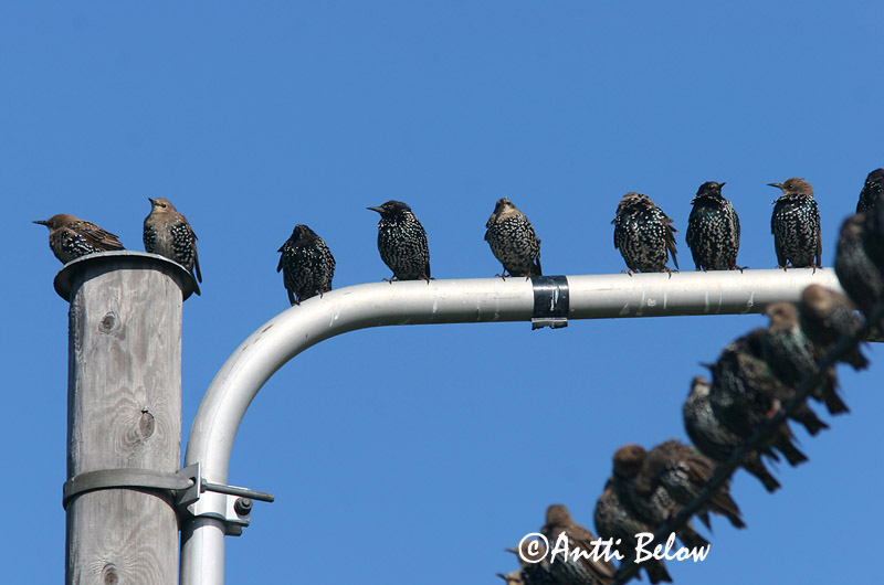 Avainsanat: Estornell vulgar Stær Spreeuw Common Starling Kuldnokk Etourneau sansonnet Star Seregély Stari Stær Estorinho-malhado Sturnus vulgaris Estornino Pinto Stare
