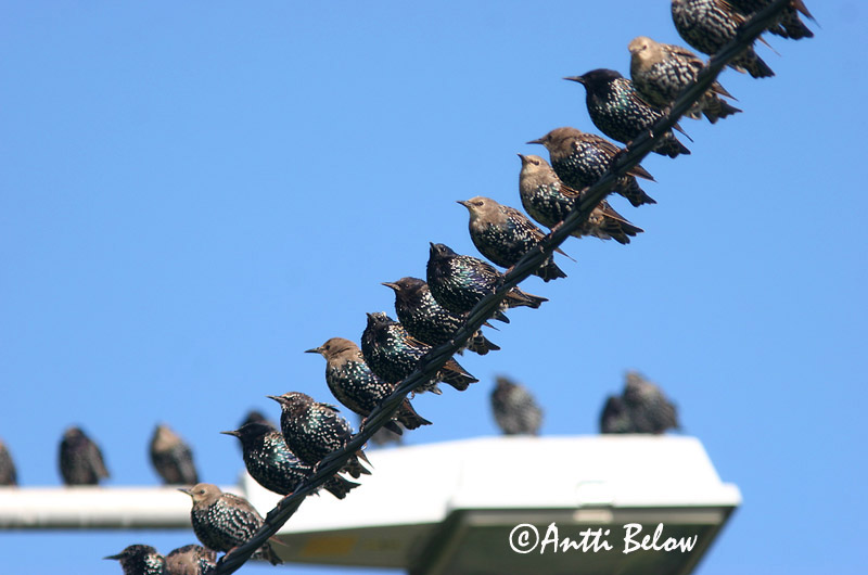 Avainsanat: Estornell vulgar Stær Spreeuw Common Starling Kuldnokk Etourneau sansonnet Star Seregély Stari Stær Estorinho-malhado Sturnus vulgaris Estornino Pinto Stare