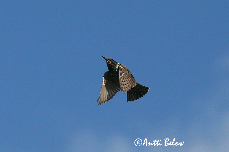 Avainsanat: Estornell vulgar Stær Spreeuw Common Starling Kuldnokk Etourneau sansonnet Star Seregély Stari Stær Estorinho-malhado Sturnus vulgaris Estornino Pinto Stare