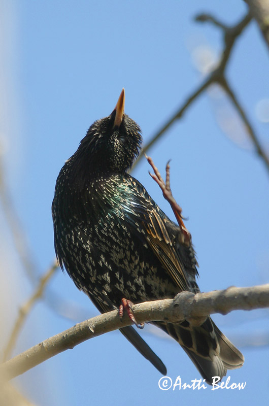 Avainsanat: Estornell vulgar Stær Spreeuw Common Starling Kuldnokk Etourneau sansonnet Star Seregély Stari Stær Estorinho-malhado Sturnus vulgaris Estornino Pinto Stare