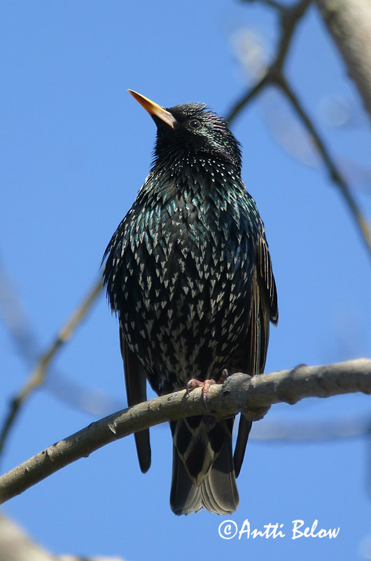 Avainsanat: Estornell vulgar Stær Spreeuw Common Starling Kuldnokk Etourneau sansonnet Star Seregély Stari Stær Estorinho-malhado Sturnus vulgaris Estornino Pinto Stare