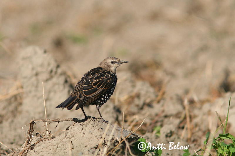 Avainsanat: Estornell vulgar Stær Spreeuw Common Starling Kuldnokk Etourneau sansonnet Star Seregély Stari Stær Estorinho-malhado Sturnus vulgaris Estornino Pinto Stare