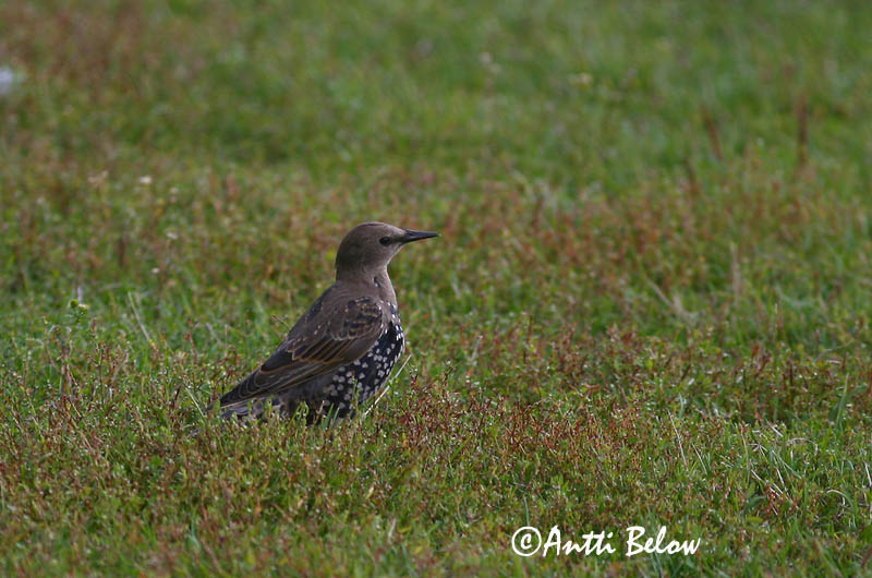 Avainsanat: Estornell vulgar Stær Spreeuw Common Starling Kuldnokk Etourneau sansonnet Star Seregély Stari Stær Estorinho-malhado Sturnus vulgaris Estornino Pinto Stare