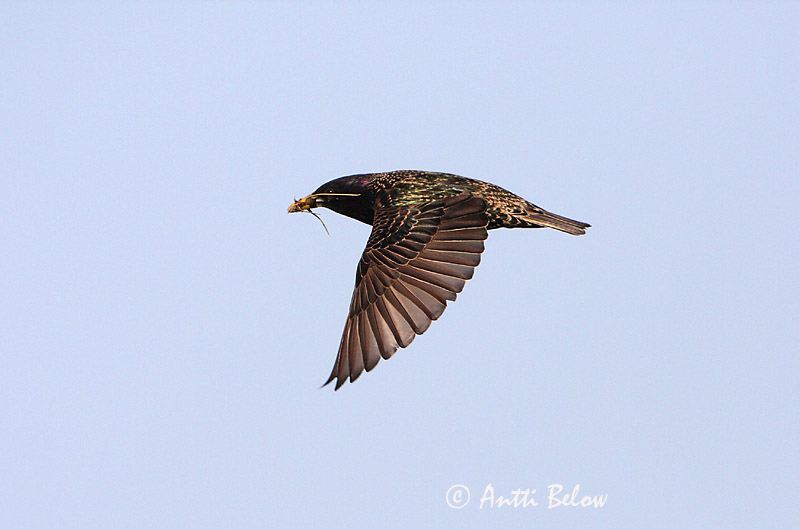 Avainsanat: Estornell vulgar Stær Spreeuw Common Starling Kuldnokk Etourneau sansonnet Star Seregély Stari Stær Estorinho-malhado Sturnus vulgaris Estornino Pinto Stare