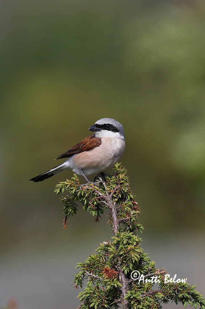 Avainsanat: Escorxador Rødrygget tornskade Grauwe klauwier Red-backed Shrike Punaselg-õgija Pikkulepinkäinen Pie-grièche à dos marron Neuntöter Tövisszúró gébics Þyrnisvarri Averla piccola Tornskate Picanço-de-dorso-ruivo Lanius collurio Alcaudón Dorsirr