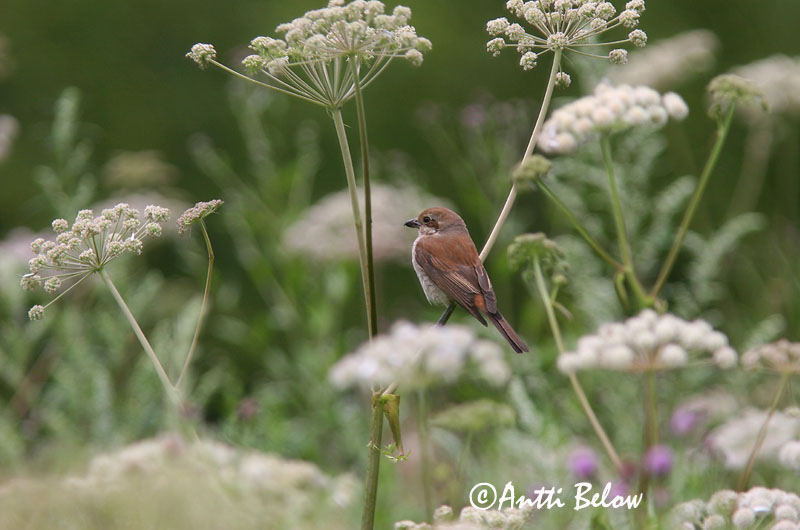Avainsanat: Escorxador Rødrygget tornskade Grauwe klauwier Red-backed Shrike Punaselg-õgija Pikkulepinkäinen Pie-grièche à dos marron Neuntöter Tövisszúró gébics Þyrnisvarri Averla piccola Tornskate Picanço-de-dorso-ruivo Lanius collurio Alcaudón Dorsirr