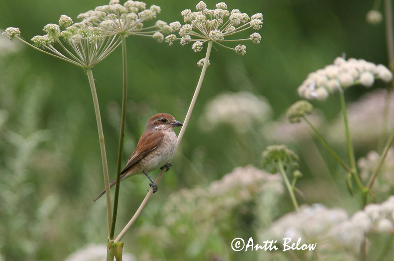 Avainsanat: Escorxador Rødrygget tornskade Grauwe klauwier Red-backed Shrike Punaselg-õgija Pikkulepinkäinen Pie-grièche à dos marron Neuntöter Tövisszúró gébics Þyrnisvarri Averla piccola Tornskate Picanço-de-dorso-ruivo Lanius collurio Alcaudón Dorsirr