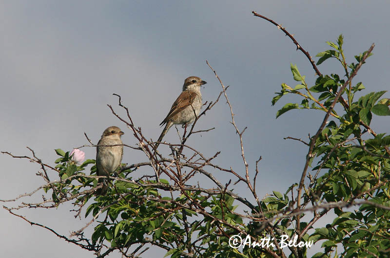 Avainsanat: Escorxador Rødrygget tornskade Grauwe klauwier Red-backed Shrike Punaselg-õgija Pikkulepinkäinen Pie-grièche à dos marron Neuntöter Tövisszúró gébics Þyrnisvarri Averla piccola Tornskate Picanço-de-dorso-ruivo Lanius collurio Alcaudón Dorsirr