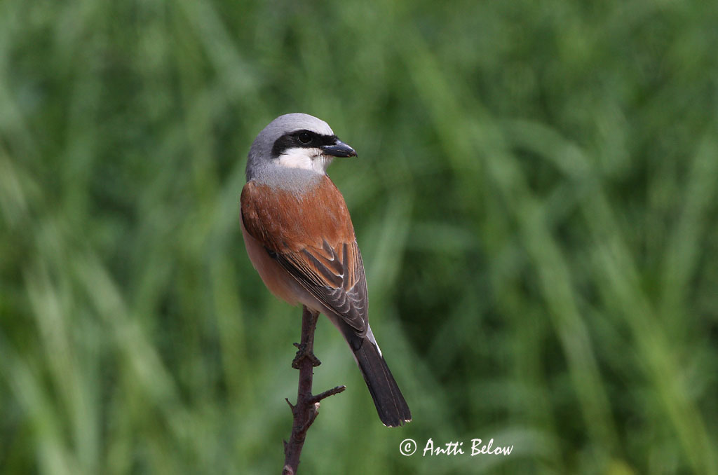 Avainsanat: Escorxador Rødrygget tornskade Grauwe klauwier Red-backed Shrike Punaselg-õgija Pikkulepinkäinen Pie-grièche à dos marron Neuntöter Tövisszúró gébics Þyrnisvarri Averla piccola Tornskate Picanço-de-dorso-ruivo Lanius collurio Alcaudón Dorsirr