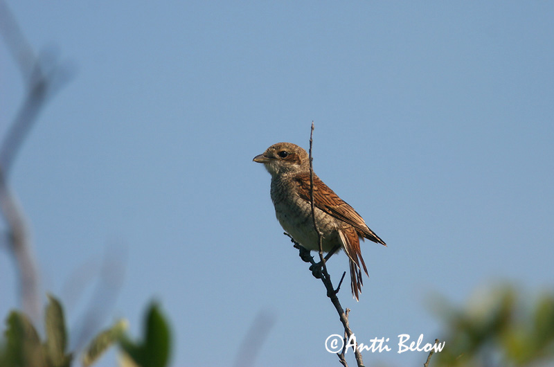 Avainsanat: Escorxador Rødrygget tornskade Grauwe klauwier Red-backed Shrike Punaselg-õgija Pikkulepinkäinen Pie-grièche à dos marron Neuntöter Tövisszúró gébics Þyrnisvarri Averla piccola Tornskate Picanço-de-dorso-ruivo Lanius collurio Alcaudón Dorsirr
