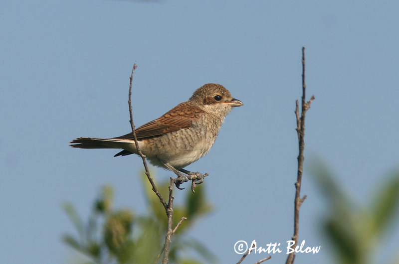 Avainsanat: Escorxador Rødrygget tornskade Grauwe klauwier Red-backed Shrike Punaselg-õgija Pikkulepinkäinen Pie-grièche à dos marron Neuntöter Tövisszúró gébics Þyrnisvarri Averla piccola Tornskate Picanço-de-dorso-ruivo Lanius collurio Alcaudón Dorsirr
