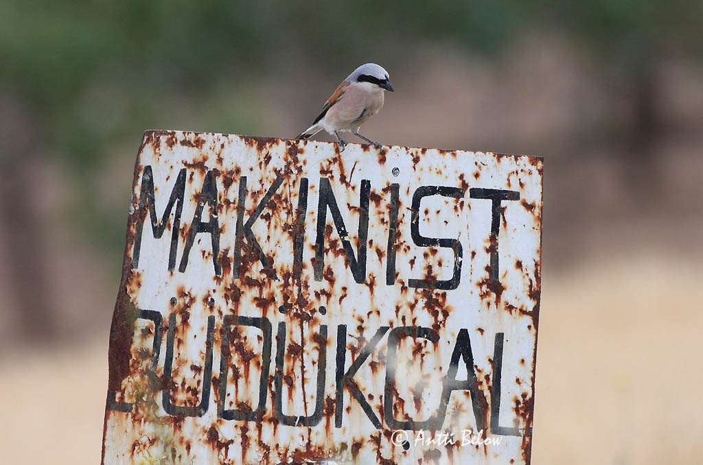 Avainsanat: Escorxador Rødrygget tornskade Grauwe klauwier Red-backed Shrike Punaselg-õgija Pikkulepinkäinen Pie-grièche à dos marron Neuntöter Tövisszúró gébics Þyrnisvarri Averla piccola Tornskate Picanço-de-dorso-ruivo Lanius collurio Alcaudón Dorsirr