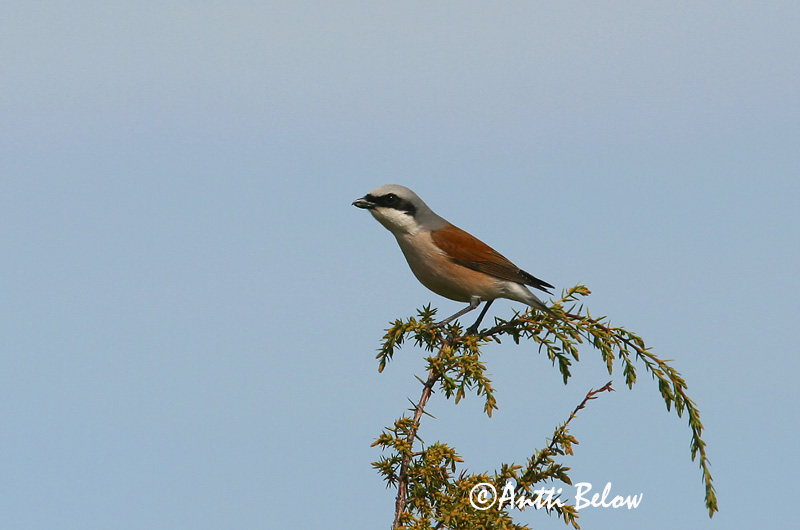 Avainsanat: Escorxador Rødrygget tornskade Grauwe klauwier Red-backed Shrike Punaselg-õgija Pikkulepinkäinen Pie-grièche à dos marron Neuntöter Tövisszúró gébics Þyrnisvarri Averla piccola Tornskate Picanço-de-dorso-ruivo Lanius collurio Alcaudón Dorsirr