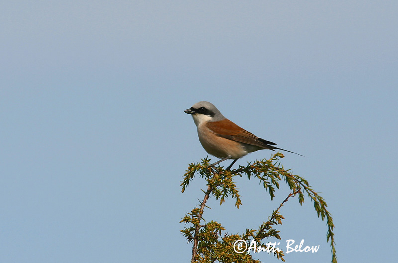 Avainsanat: Escorxador Rødrygget tornskade Grauwe klauwier Red-backed Shrike Punaselg-õgija Pikkulepinkäinen Pie-grièche à dos marron Neuntöter Tövisszúró gébics Þyrnisvarri Averla piccola Tornskate Picanço-de-dorso-ruivo Lanius collurio Alcaudón Dorsirr