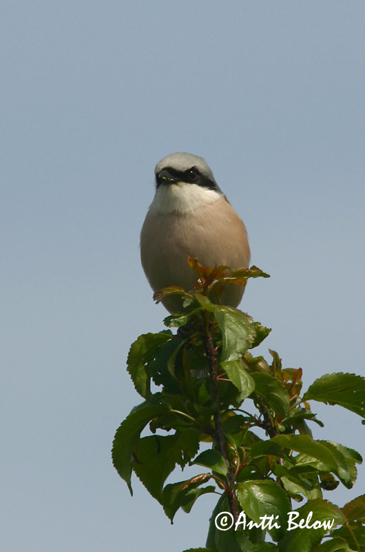 Avainsanat: Escorxador Rødrygget tornskade Grauwe klauwier Red-backed Shrike Punaselg-õgija Pikkulepinkäinen Pie-grièche à dos marron Neuntöter Tövisszúró gébics Þyrnisvarri Averla piccola Tornskate Picanço-de-dorso-ruivo Lanius collurio Alcaudón Dorsirr