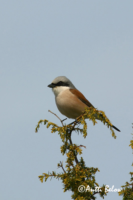 Avainsanat: Escorxador Rødrygget tornskade Grauwe klauwier Red-backed Shrike Punaselg-õgija Pikkulepinkäinen Pie-grièche à dos marron Neuntöter Tövisszúró gébics Þyrnisvarri Averla piccola Tornskate Picanço-de-dorso-ruivo Lanius collurio Alcaudón Dorsirr
