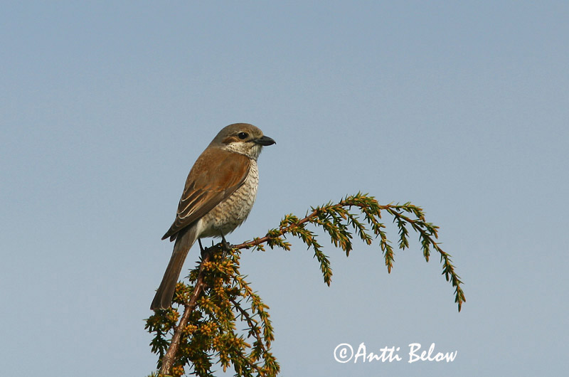 Avainsanat: Escorxador Rødrygget tornskade Grauwe klauwier Red-backed Shrike Punaselg-õgija Pikkulepinkäinen Pie-grièche à dos marron Neuntöter Tövisszúró gébics Þyrnisvarri Averla piccola Tornskate Picanço-de-dorso-ruivo Lanius collurio Alcaudón Dorsirr