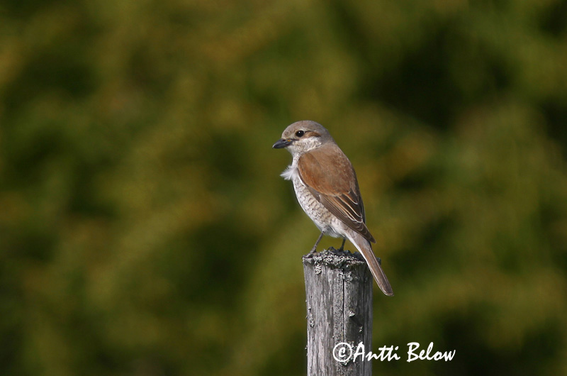 Avainsanat: Escorxador Rødrygget tornskade Grauwe klauwier Red-backed Shrike Punaselg-õgija Pikkulepinkäinen Pie-grièche à dos marron Neuntöter Tövisszúró gébics Þyrnisvarri Averla piccola Tornskate Picanço-de-dorso-ruivo Lanius collurio Alcaudón Dorsirr