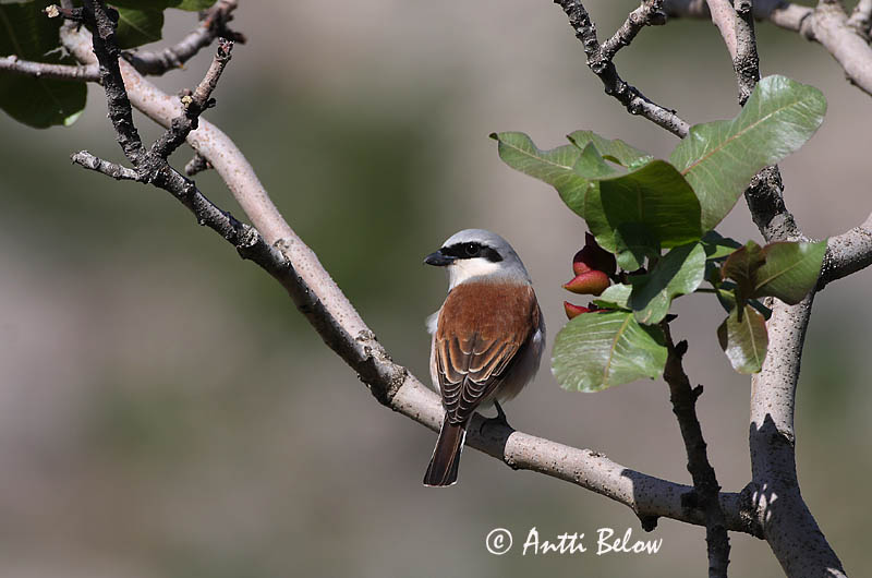 Avainsanat: Escorxador Rødrygget tornskade Grauwe klauwier Red-backed Shrike Punaselg-õgija Pikkulepinkäinen Pie-grièche à dos marron Neuntöter Tövisszúró gébics Þyrnisvarri Averla piccola Tornskate Picanço-de-dorso-ruivo Lanius collurio Alcaudón Dorsirr