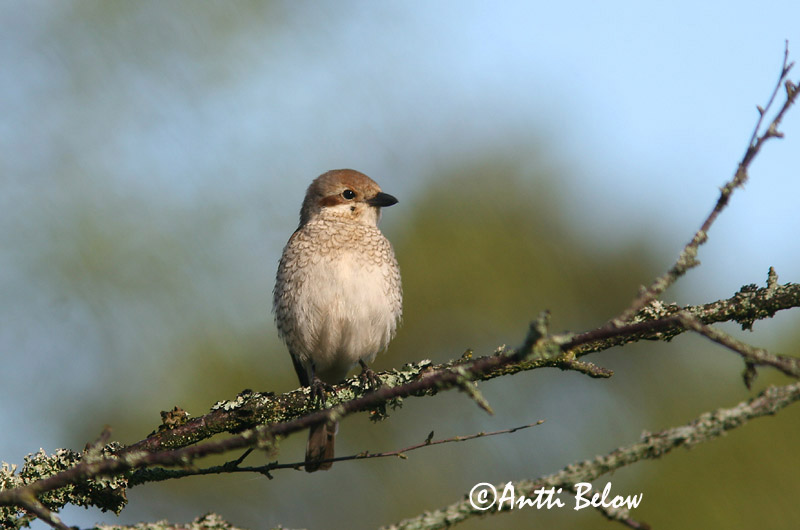 Avainsanat: Escorxador Rødrygget tornskade Grauwe klauwier Red-backed Shrike Punaselg-õgija Pikkulepinkäinen Pie-grièche à dos marron Neuntöter Tövisszúró gébics Þyrnisvarri Averla piccola Tornskate Picanço-de-dorso-ruivo Lanius collurio Alcaudón Dorsirr