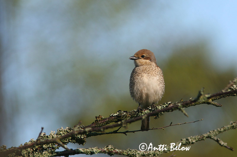 Avainsanat: Escorxador Rødrygget tornskade Grauwe klauwier Red-backed Shrike Punaselg-õgija Pikkulepinkäinen Pie-grièche à dos marron Neuntöter Tövisszúró gébics Þyrnisvarri Averla piccola Tornskate Picanço-de-dorso-ruivo Lanius collurio Alcaudón Dorsirr