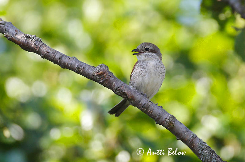 Avainsanat: Escorxador Rødrygget tornskade Grauwe klauwier Red-backed Shrike Punaselg-õgija Pikkulepinkäinen Pie-grièche à dos marron Neuntöter Tövisszúró gébics Þyrnisvarri Averla piccola Tornskate Picanço-de-dorso-ruivo Lanius collurio Alcaudón Dorsirr