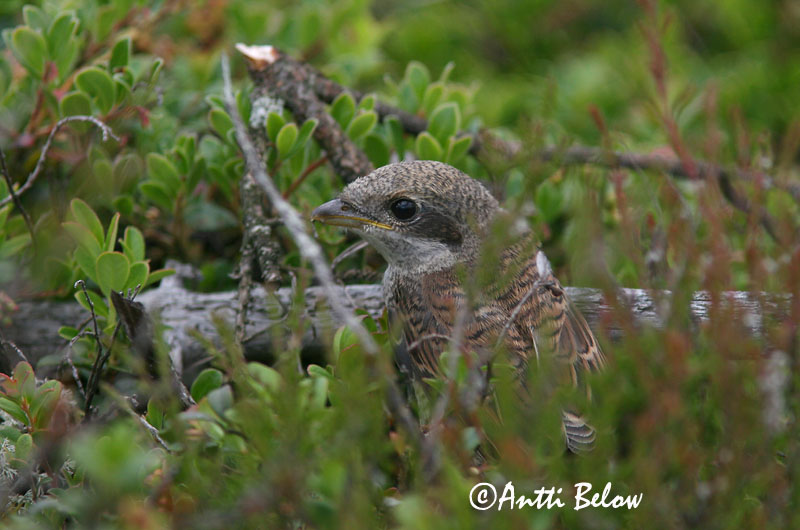 Avainsanat: Escorxador Rødrygget tornskade Grauwe klauwier Red-backed Shrike Punaselg-õgija Pikkulepinkäinen Pie-grièche à dos marron Neuntöter Tövisszúró gébics Þyrnisvarri Averla piccola Tornskate Picanço-de-dorso-ruivo Lanius collurio Alcaudón Dorsirr