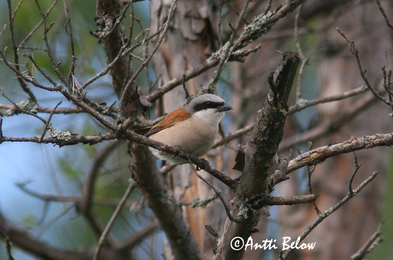 Avainsanat: Escorxador Rødrygget tornskade Grauwe klauwier Red-backed Shrike Punaselg-õgija Pikkulepinkäinen Pie-grièche à dos marron Neuntöter Tövisszúró gébics Þyrnisvarri Averla piccola Tornskate Picanço-de-dorso-ruivo Lanius collurio Alcaudón Dorsirr
