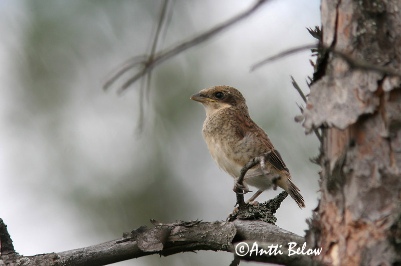 Avainsanat: Escorxador Rødrygget tornskade Grauwe klauwier Red-backed Shrike Punaselg-õgija Pikkulepinkäinen Pie-grièche à dos marron Neuntöter Tövisszúró gébics Þyrnisvarri Averla piccola Tornskate Picanço-de-dorso-ruivo Lanius collurio Alcaudón Dorsirr