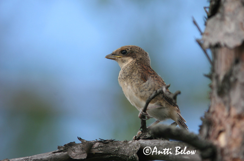 Avainsanat: Escorxador Rødrygget tornskade Grauwe klauwier Red-backed Shrike Punaselg-õgija Pikkulepinkäinen Pie-grièche à dos marron Neuntöter Tövisszúró gébics Þyrnisvarri Averla piccola Tornskate Picanço-de-dorso-ruivo Lanius collurio Alcaudón Dorsirr