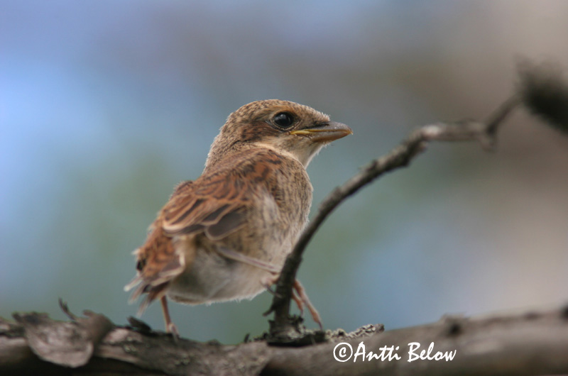 Avainsanat: Escorxador Rødrygget tornskade Grauwe klauwier Red-backed Shrike Punaselg-õgija Pikkulepinkäinen Pie-grièche à dos marron Neuntöter Tövisszúró gébics Þyrnisvarri Averla piccola Tornskate Picanço-de-dorso-ruivo Lanius collurio Alcaudón Dorsirr