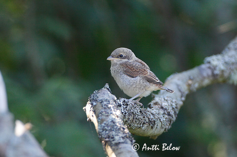 Avainsanat: Escorxador Rødrygget tornskade Grauwe klauwier Red-backed Shrike Punaselg-õgija Pikkulepinkäinen Pie-grièche à dos marron Neuntöter Tövisszúró gébics Þyrnisvarri Averla piccola Tornskate Picanço-de-dorso-ruivo Lanius collurio Alcaudón Dorsirr