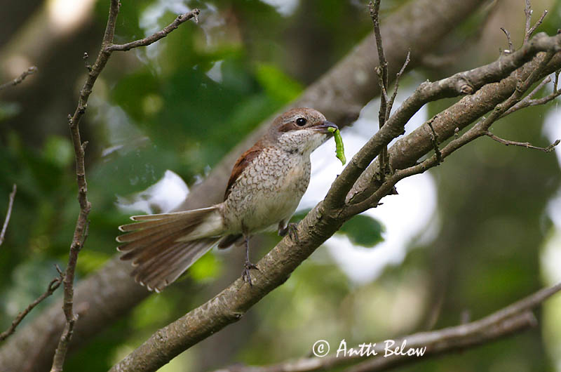 Avainsanat: Escorxador Rødrygget tornskade Grauwe klauwier Red-backed Shrike Punaselg-õgija Pikkulepinkäinen Pie-grièche à dos marron Neuntöter Tövisszúró gébics Þyrnisvarri Averla piccola Tornskate Picanço-de-dorso-ruivo Lanius collurio Alcaudón Dorsirr