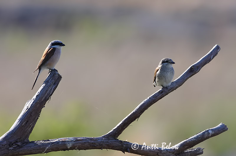 Avainsanat: Escorxador Rødrygget tornskade Grauwe klauwier Red-backed Shrike Punaselg-õgija Pikkulepinkäinen Pie-grièche à dos marron Neuntöter Tövisszúró gébics Þyrnisvarri Averla piccola Tornskate Picanço-de-dorso-ruivo Lanius collurio Alcaudón Dorsirr