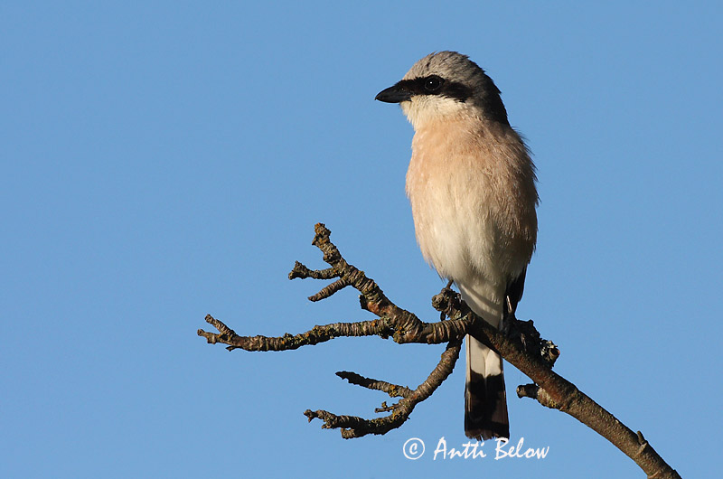 Avainsanat: Escorxador Rødrygget tornskade Grauwe klauwier Red-backed Shrike Punaselg-õgija Pikkulepinkäinen Pie-grièche à dos marron Neuntöter Tövisszúró gébics Þyrnisvarri Averla piccola Tornskate Picanço-de-dorso-ruivo Lanius collurio Alcaudón Dorsirr