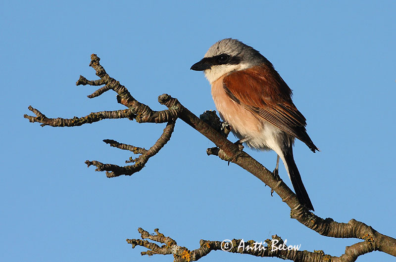 Avainsanat: Escorxador Rødrygget tornskade Grauwe klauwier Red-backed Shrike Punaselg-õgija Pikkulepinkäinen Pie-grièche à dos marron Neuntöter Tövisszúró gébics Þyrnisvarri Averla piccola Tornskate Picanço-de-dorso-ruivo Lanius collurio Alcaudón Dorsirr