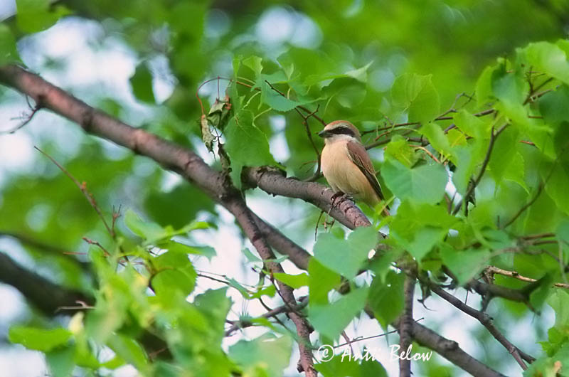 Avainsanat: Brown Shrike Idänpikkulepinkäinen Ruskolepinkäinen Pie-grièche brune Rotschwanzwürger Brunvarsler Lanius cristatus Alcaudón Pardo Brun törnskata
