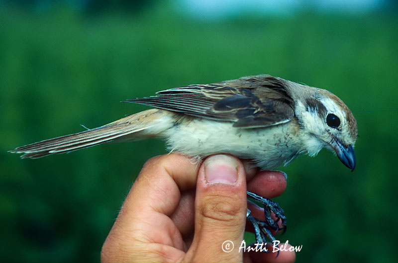 Avainsanat: Brown Shrike Idänpikkulepinkäinen Ruskolepinkäinen Pie-grièche brune Rotschwanzwürger Brunvarsler Lanius cristatus Alcaudón Pardo Brun törnskata