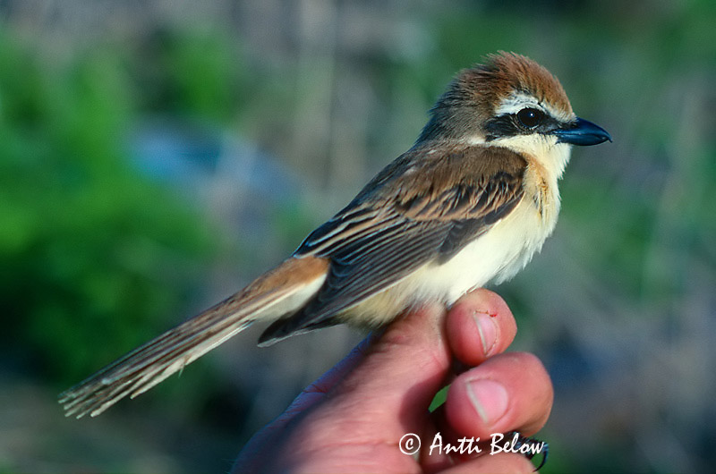 Avainsanat: Brown Shrike Idänpikkulepinkäinen Ruskolepinkäinen Pie-grièche brune Rotschwanzwürger Brunvarsler Lanius cristatus Alcaudón Pardo Brun törnskata