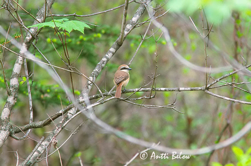 Avainsanat: Brown Shrike Idänpikkulepinkäinen Ruskolepinkäinen Pie-grièche brune Rotschwanzwürger Brunvarsler Lanius cristatus Alcaudón Pardo Brun törnskata