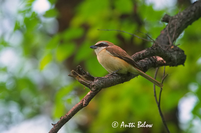 Avainsanat: Brown Shrike Idänpikkulepinkäinen Ruskolepinkäinen Pie-grièche brune Rotschwanzwürger Brunvarsler Lanius cristatus Alcaudón Pardo Brun törnskata