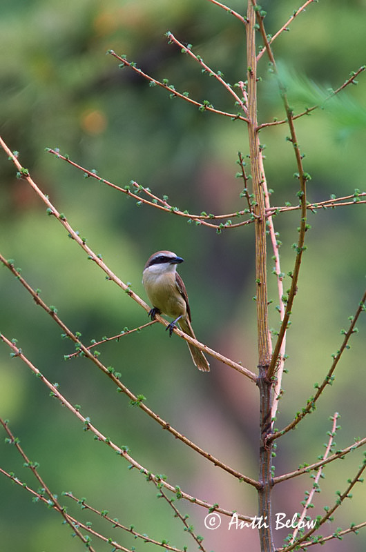 Avainsanat: Brown Shrike Idänpikkulepinkäinen Ruskolepinkäinen Pie-grièche brune Rotschwanzwürger Brunvarsler Lanius cristatus Alcaudón Pardo Brun törnskata